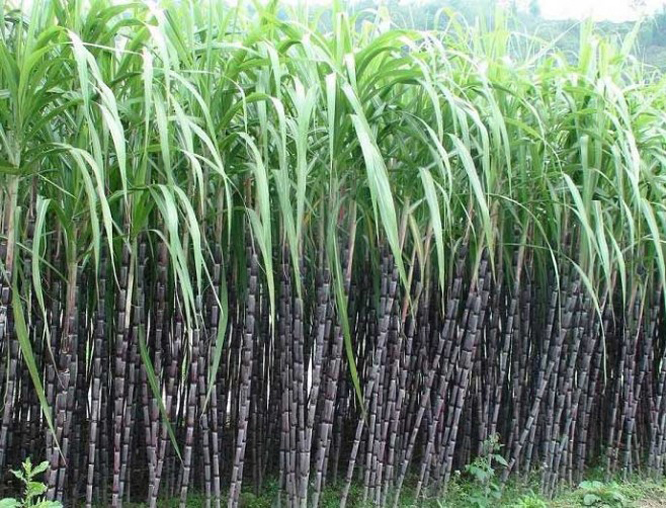  p>竹蔗(学名: i>saccharum sinense  /i>roxb.) 是禾本科甘蔗属植物.