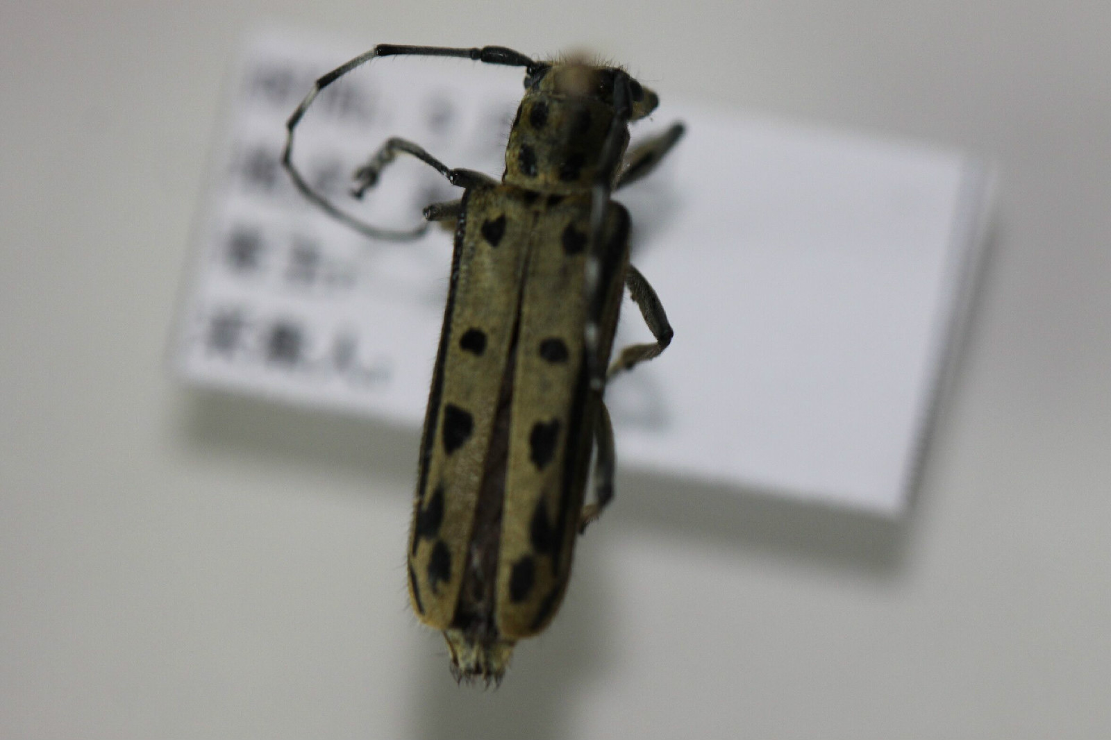  p>十星楔天牛是沟胫天牛亚科楔天牛属的昆虫. /p>