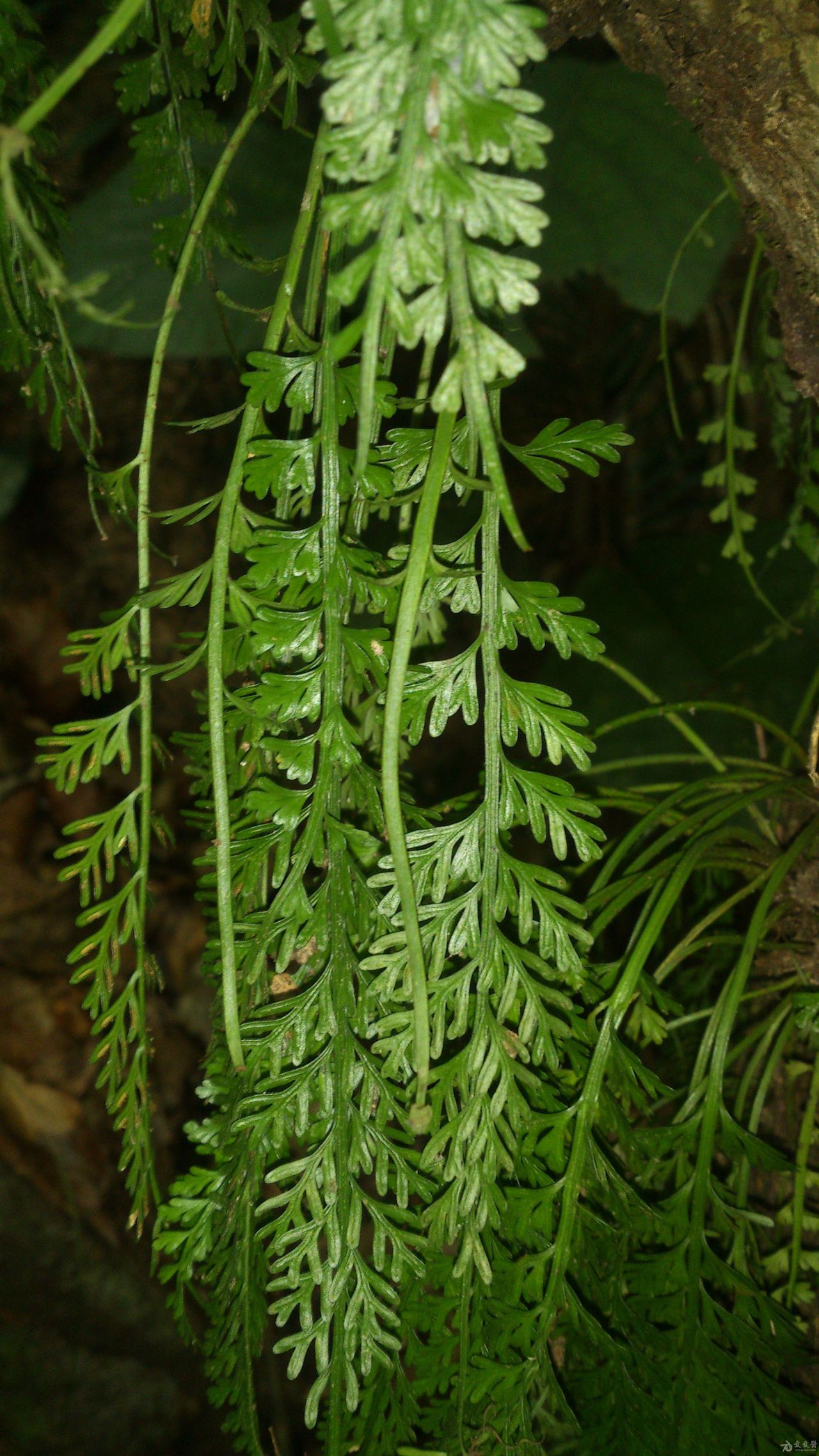 asplenium scortechinii bedd.