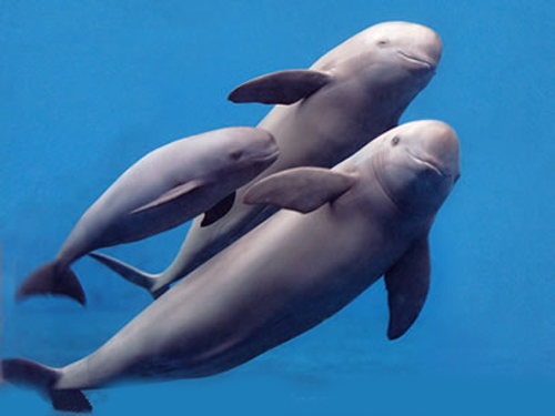  p>长江江豚(学名: i>neophocaena asiaeorientalis /i>):是哺乳纲