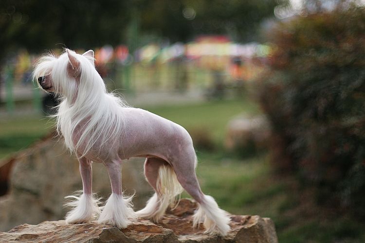 中国冠毛犬(中国冠毛犬是哪国的犬种)