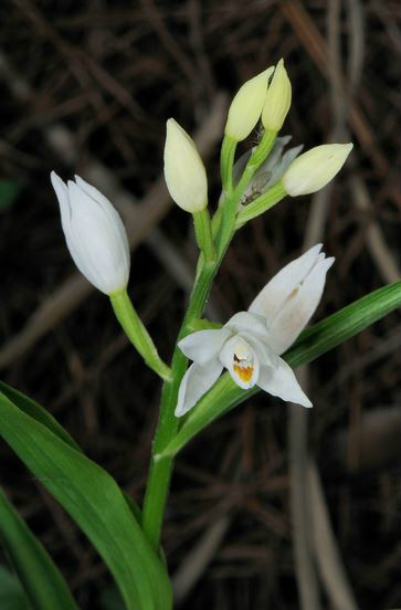  p>高山头蕊兰(学名: i>cephalanthera alpicola /i>  fukuyama):地生