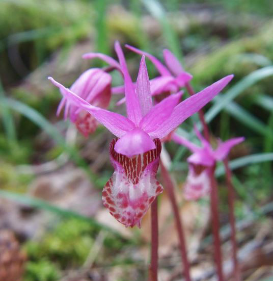  p>布袋兰(学名: i>calypso bulbosa /i>  (l.