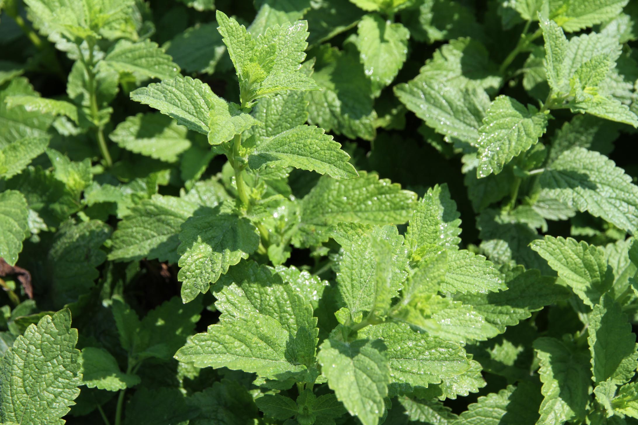 也叫 a target="_blank" href="/item/马薄荷/7807552" data-lemma