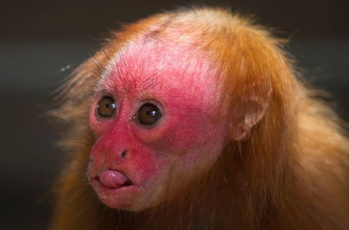 red-and-white uacari