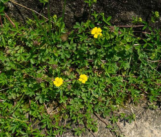  p>蛇莓委陵菜(学名: i>potentilla centigrana /i> maxim.