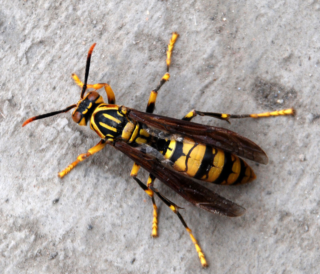 ="ref" data-ctrid="tid6k7a6qg0q">黄蜂是膜翅目胡蜂科的昆虫动物