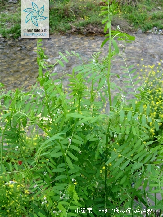  p>小巢菜,中药名.为豆科植物小巢菜 i>viciahirsuta /i>(l.) s. f.