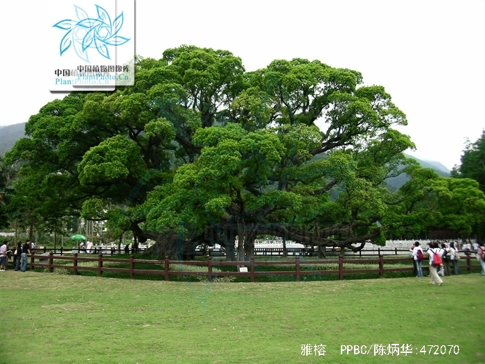  p>雅榕(学名: i>ficus concinna  /i>miq.