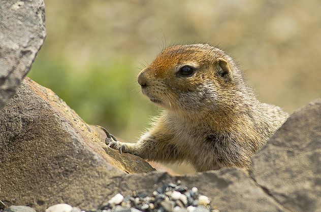 arctic ground squirrel