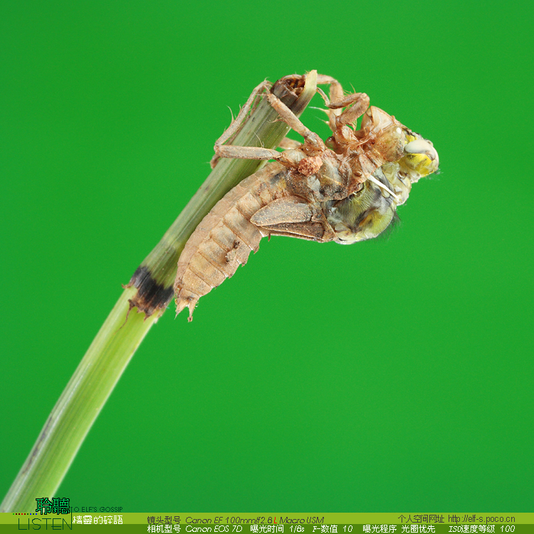  p data-id="tiszxyz3swvn">水虿是蜻蜓目蜓科马大头属昆虫.