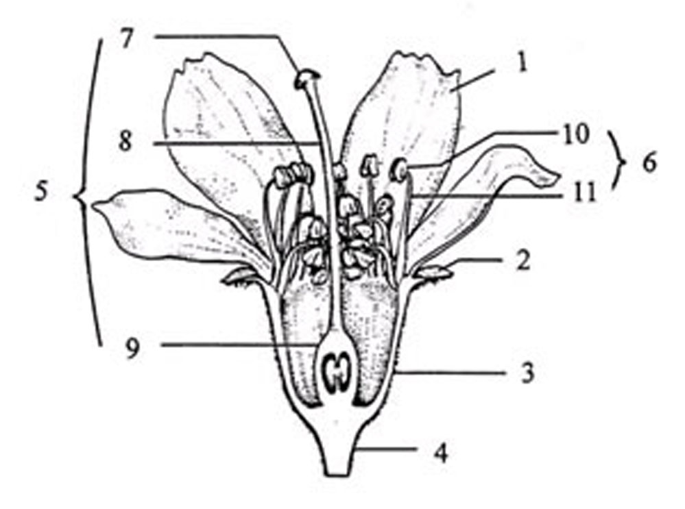 边缘胎座(marginal placentation):植物雌蕊中胎座的一种类型,雌蕊