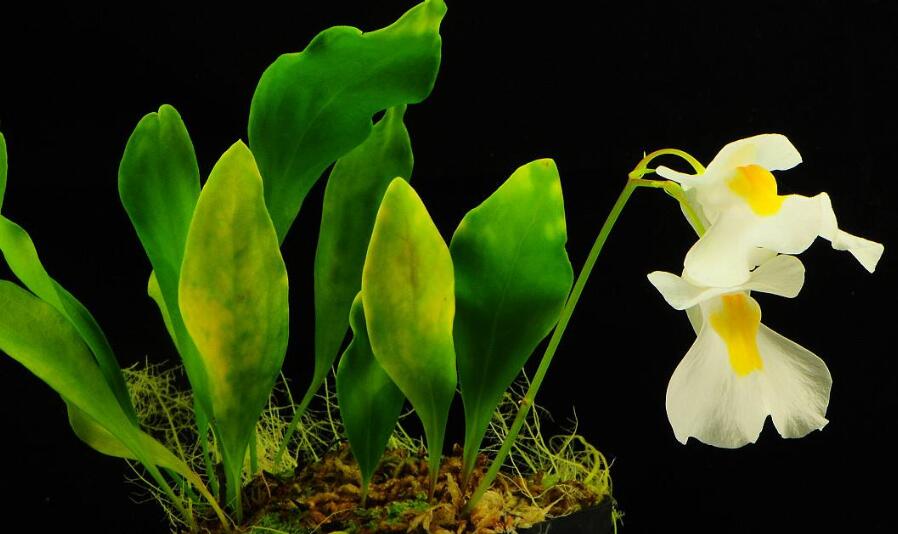 狸藻是狸藻科狸藻属的一种植物,大多数为陆生,但也有少