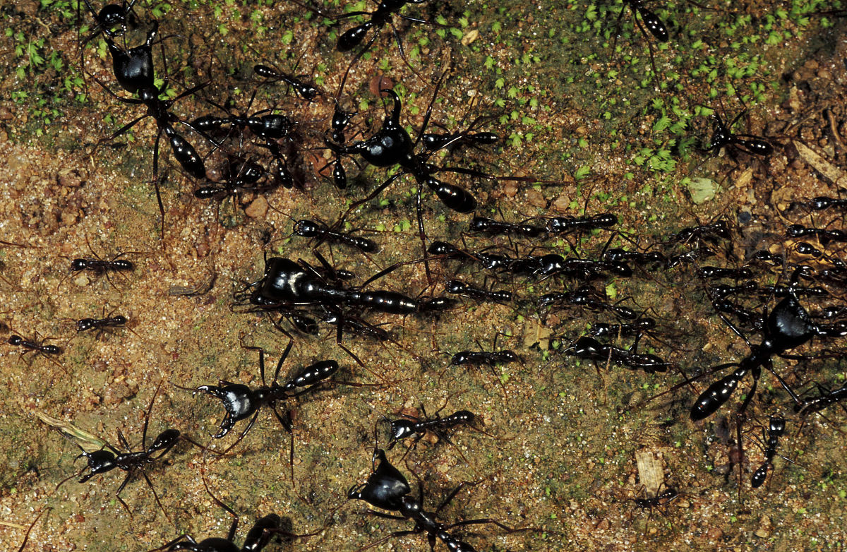  p data-id="gnsss6s1no">行军蚁(英文名:army ant)又称"军团蚁".