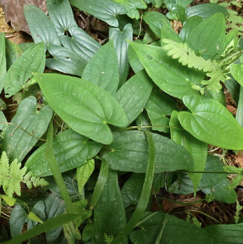 fordii /i> prain & burkill)是薯蓣科薯蓣属缠绕草质藤本植物