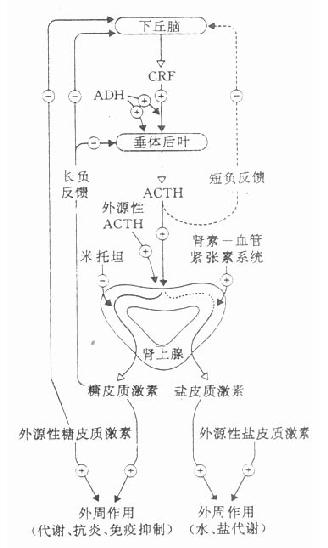 抗利尿激素分泌异常综合征