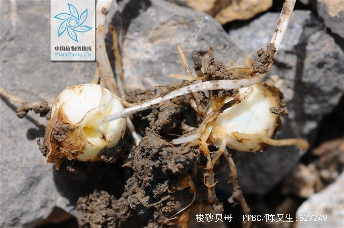  p>梭砂贝母( i>fritillaria delavayi /i>)又称德氏贝母,阿皮卡,是