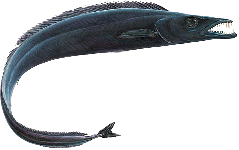  p>叉尾带鱼,体长为体高16.9—22.0倍,为头长7.0—7.8倍.头长为吻长2.