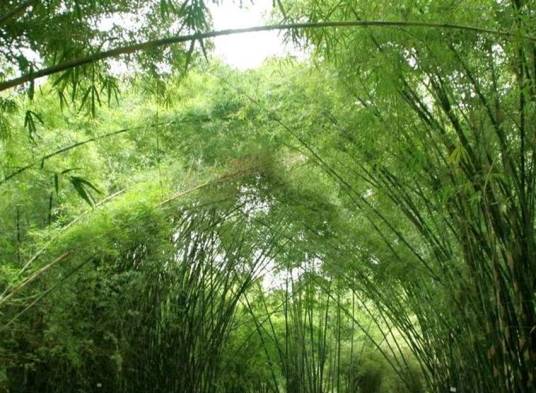 箭竹属_百度百科