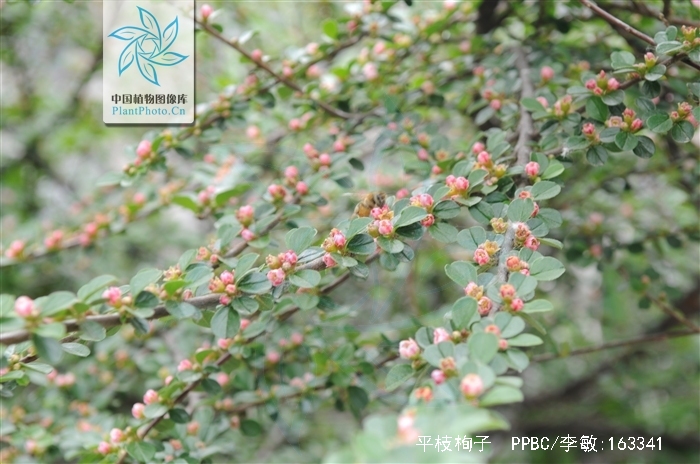 平枝栒子