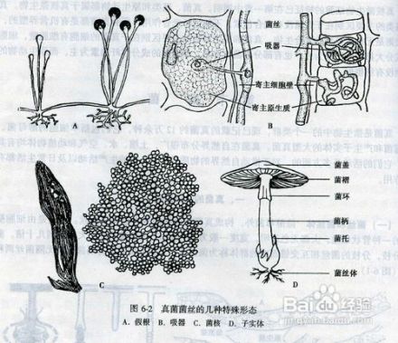 菌丝体_百度百科
