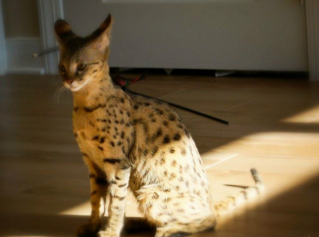  p>热带草原猫(学名: i>felis catus /i> ×  i>leptailurus serval 