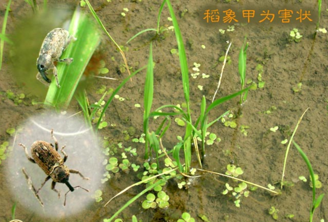 echinocnemus squameus billberg