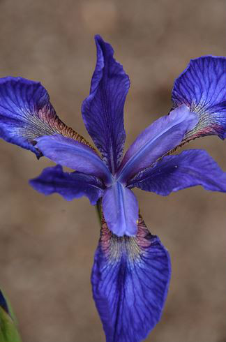 p>北陵鸢尾(学名: i>iris typhifolia /i>  kitag.