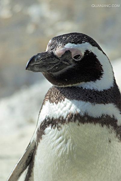 spheniscus magellanicus