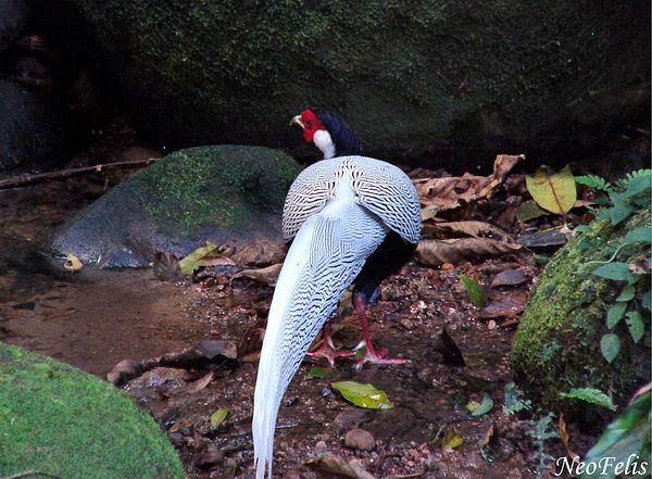白鹇(学名: i>lophura nycthemera /i>):国家二级保护动物,属于大型鸡