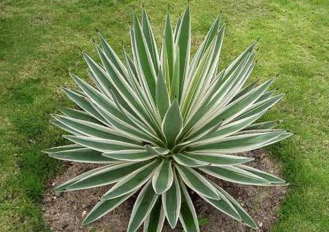 agave americana l.