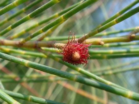  p>木麻黄科(学名: b>casuarinaceae /b>&nbsp;r. br.
