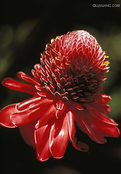 sm.)是姜科,茴香砂仁属植物.