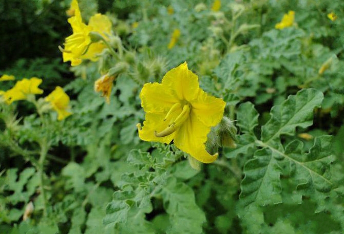  p>黄花刺茄(学名: i>solanum  rostratum   /i>dunal)是茄科,茄属