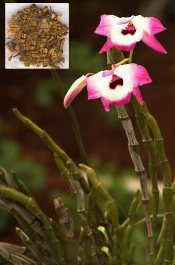 粉花石斛