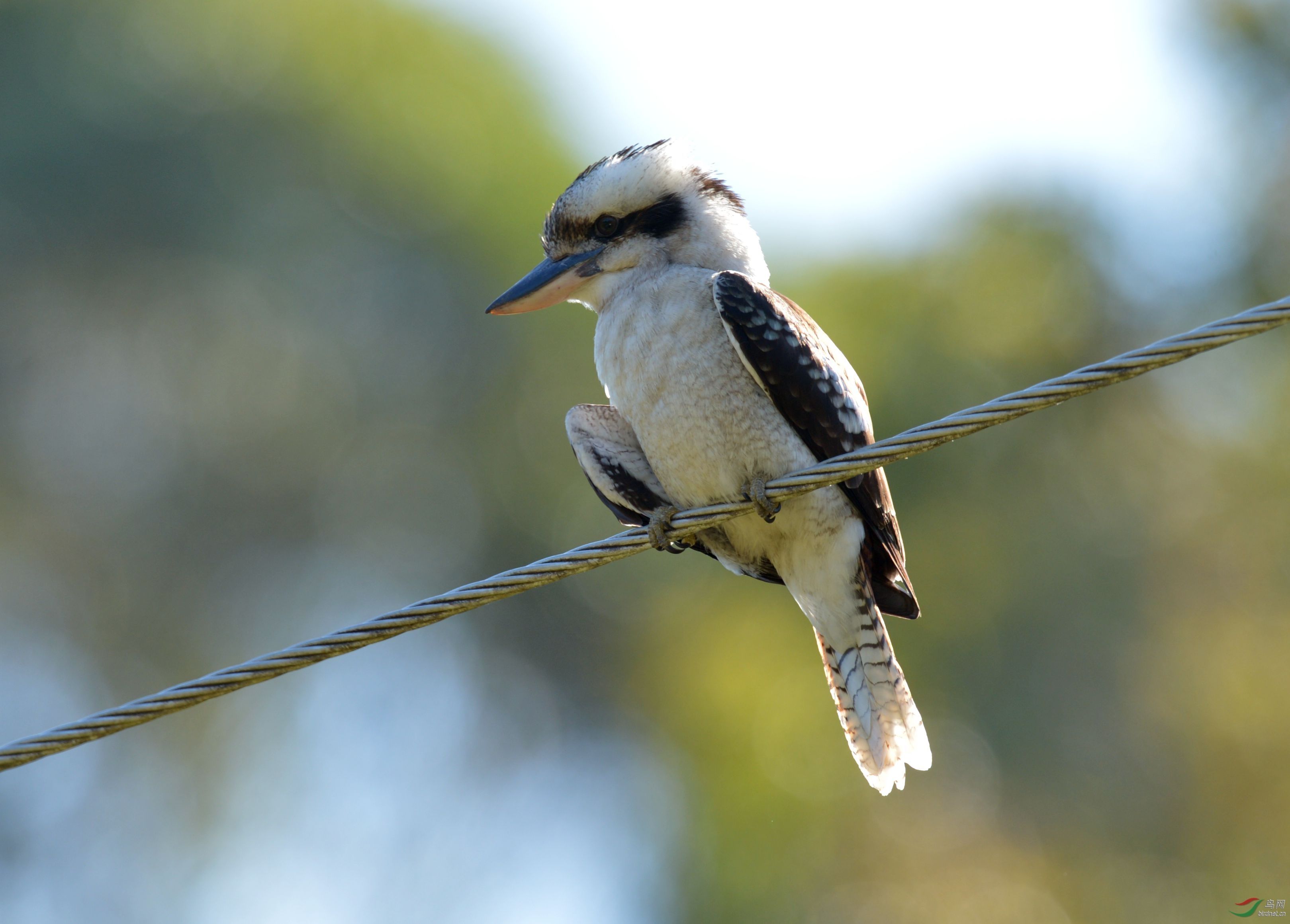 是 a href="#" data-lemmaid="2501686">佛法僧目 /a>翠鸟科的鸟类