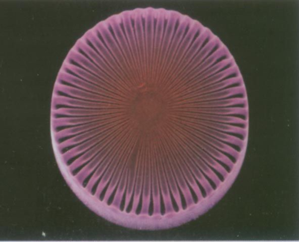 在分类学上习惯把 a target="_blank" href="/item/单细胞藻类