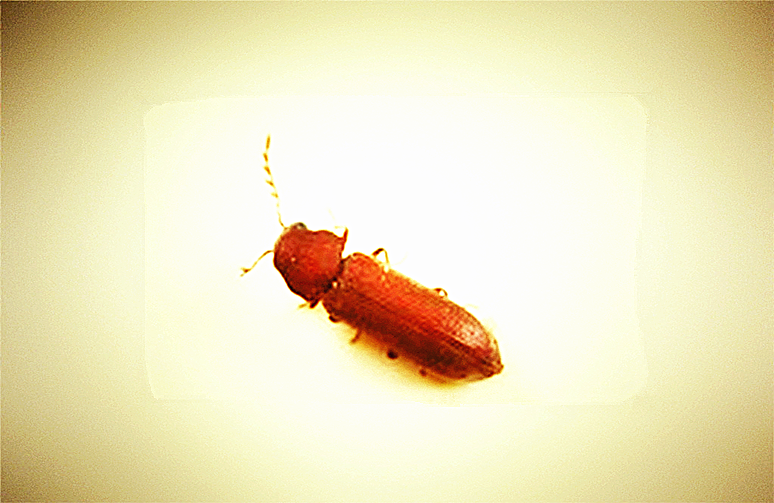  p>竹粉蠹虫又称竹扁蠹虫,竹褐粉蠹,学名lyctus branneus stephens为