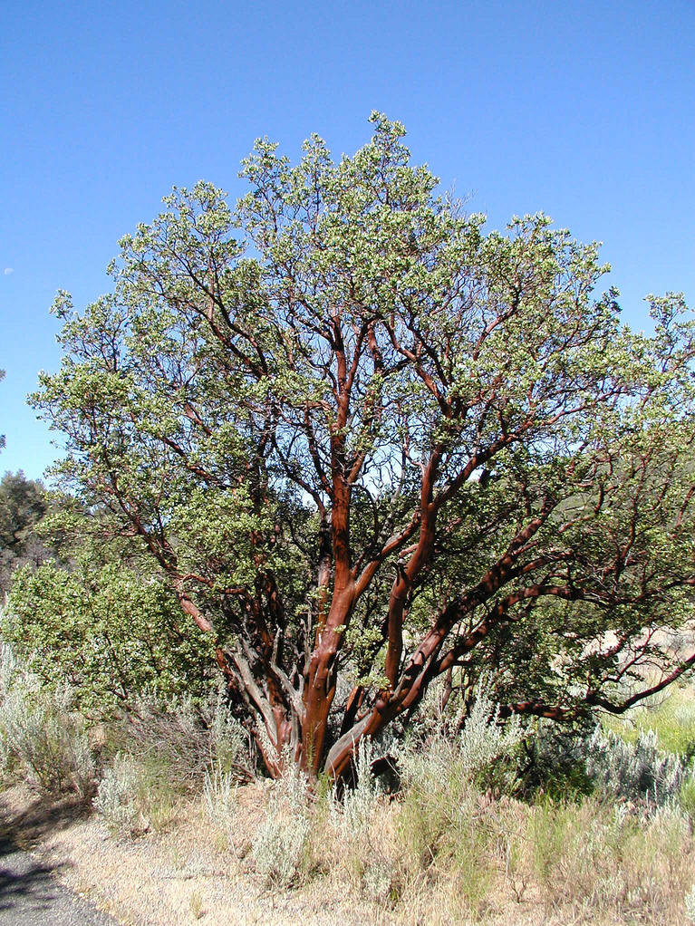 arctostaphylos uva-ursi