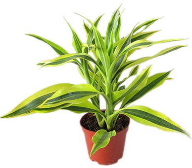  p>金边富贵竹又名 a href="#" data-lemmaid="12715054">仙达龙血树 