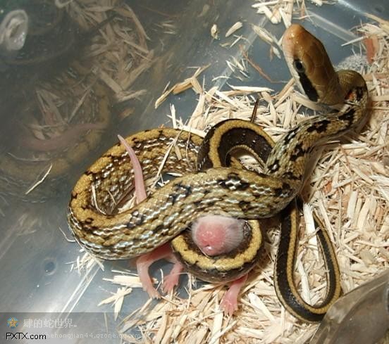 黑眉锦蛇台湾亚种