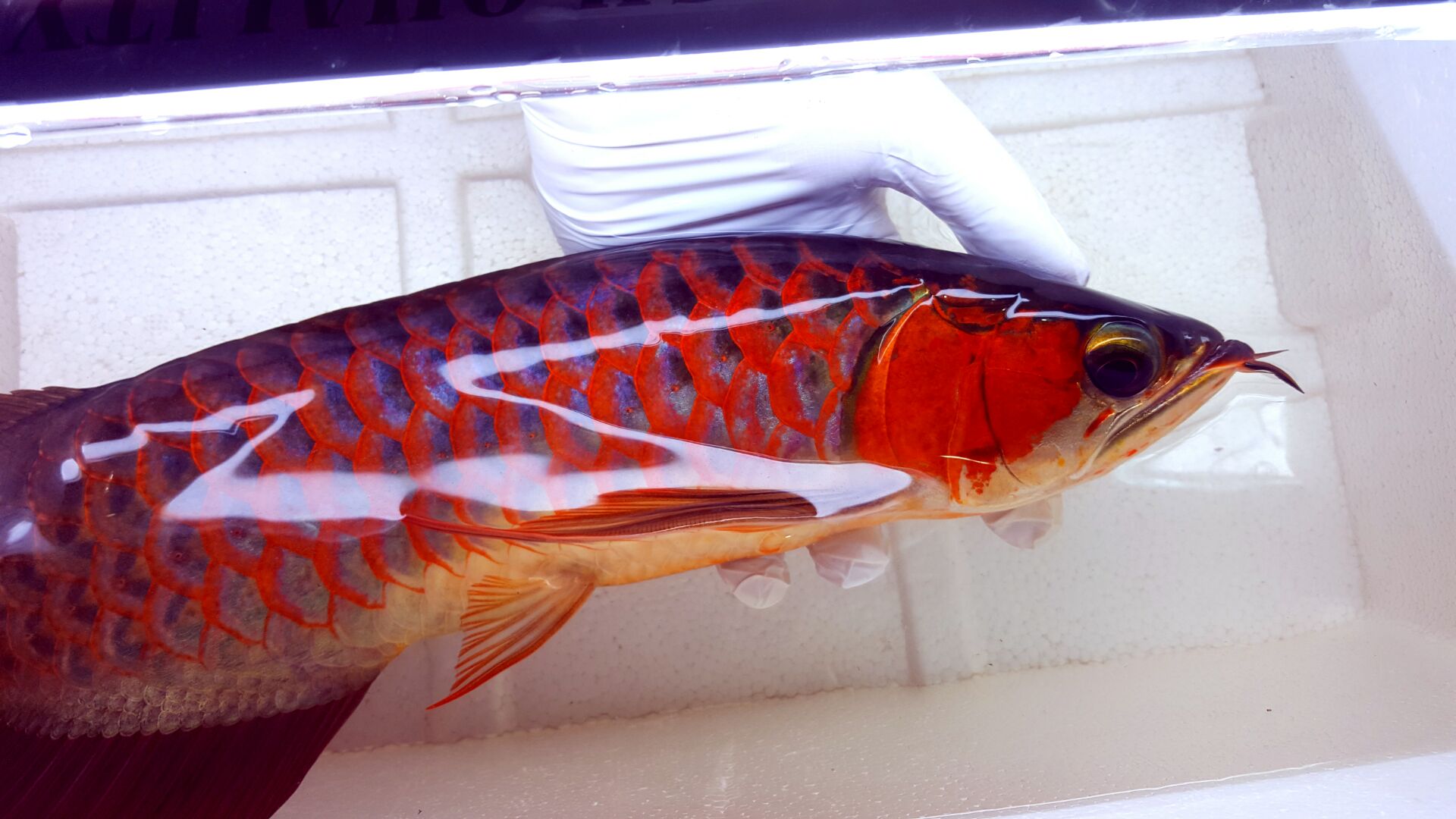 印尼野生赤血红龙鱼