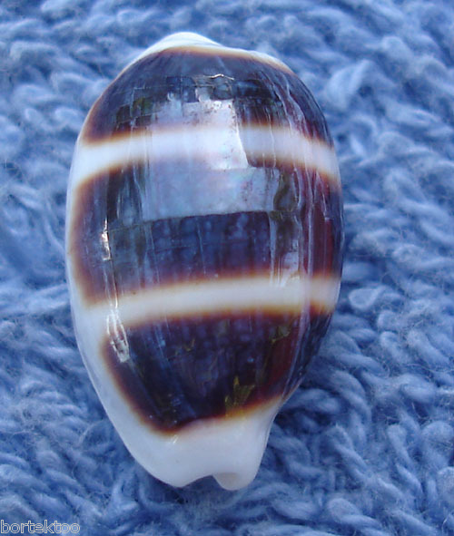  p>浮标宝螺(学名:cypraea asellus )是腹足钢宝螺科的 a href="#"