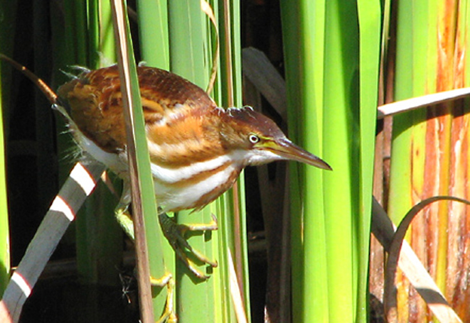 属鹳形目鹭科苇Z属,分布于美洲,是一种小型涉禽,食物主要是小鱼