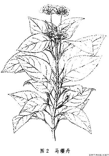  p>马鞭草科植物全球共 80 余属,3 000 余种,分布于热带和亚热带地区