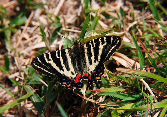  p>日本虎凤蝶(学名: i>luehdorfia japonica /i>)是虎凤蝶属的 a