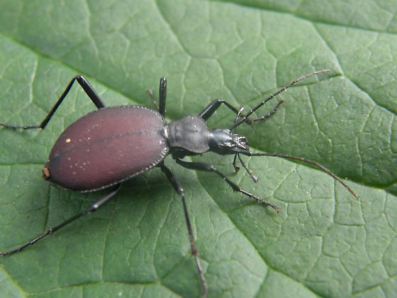 scaphinotus angustic)是 a target="_blank" href="/item/鞘翅目