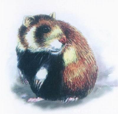  p>白足澳洲林鼠是一种夜行性的 a href="#" data-lemmaid="338983">