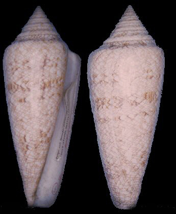  p>海之荣光芋螺(conus gloriamaris )是一种芋螺科cylinder属类生物