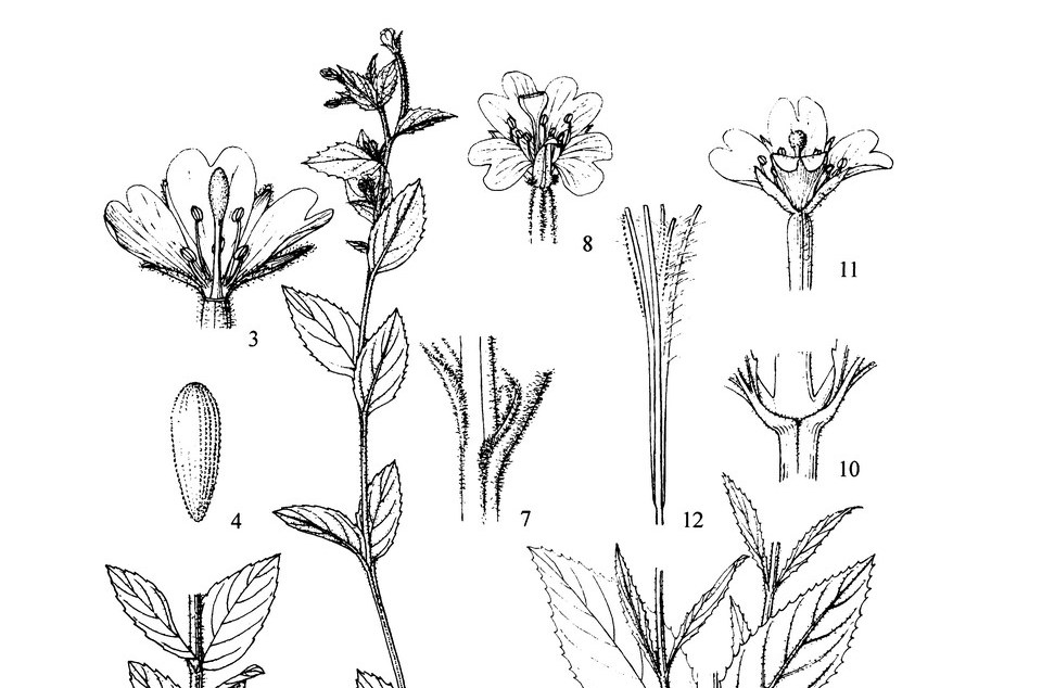  p>光滑柳叶菜,属 a href="#" data-lemmaid="229183">双子叶植物纲 